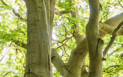 Simple Maintenance Tips To Keep Your Trees Healthy