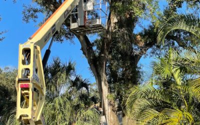 Tree Removal Company Tampa FL