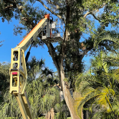 Removing A Tree From Your Property