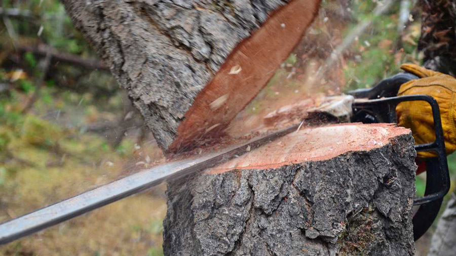 Best Tree Removal Company Tampa FL