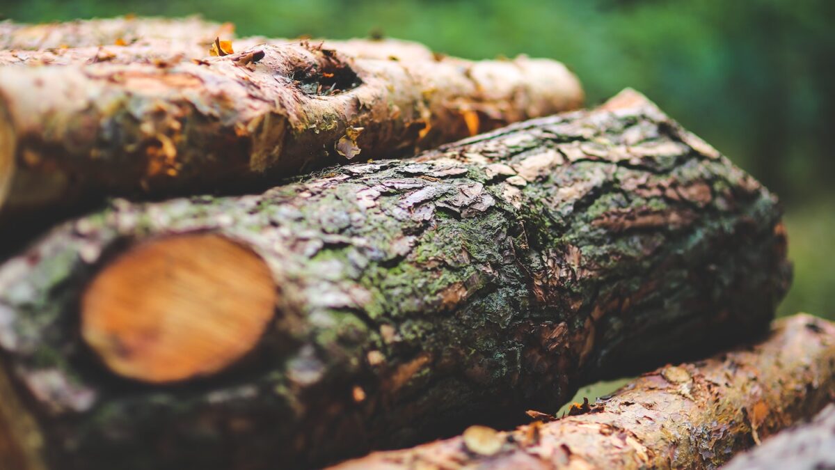 Tree Service Company Tampa FL