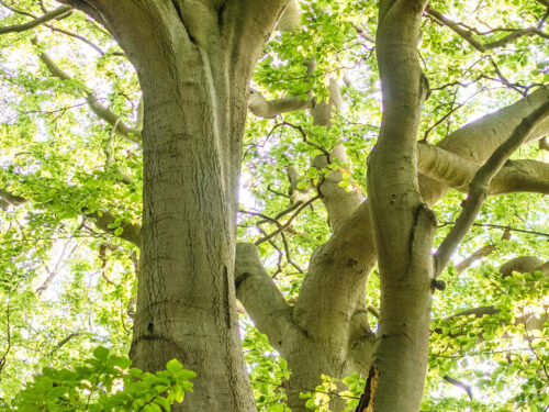 Simple Maintenance Tips To Keep Your Trees Healthy